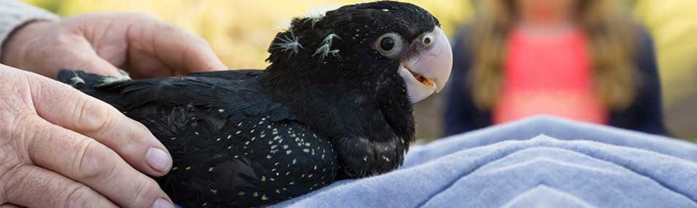 Baby black cockatoo