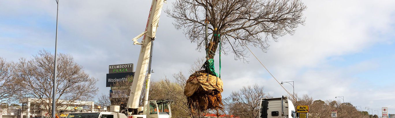 Tree being relocated by a crane