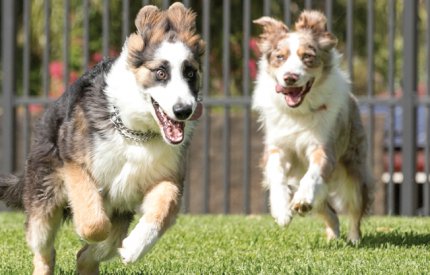 Picture of dogs running
