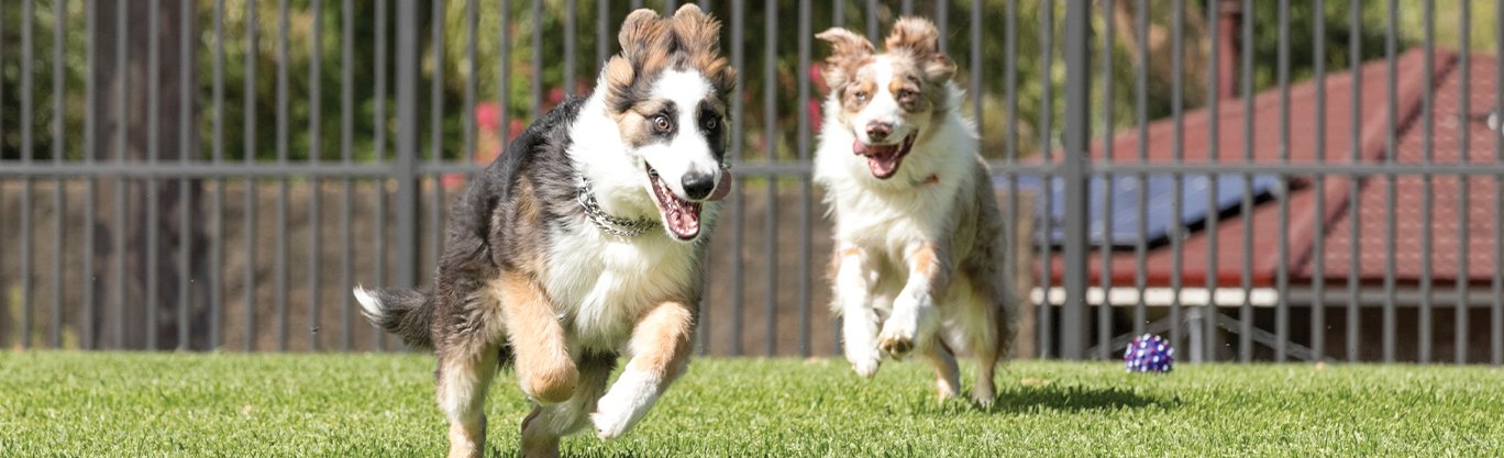 Picture of dogs running