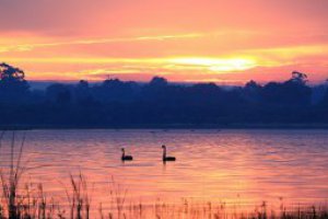 image of swans on lake 